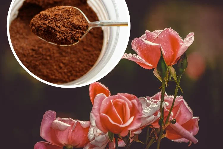 Rosen mit Kaffeesatz düngen oder nicht