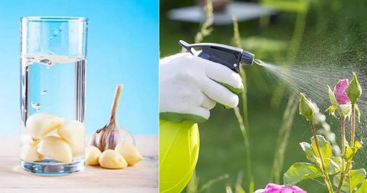 Rosen mit Knoblauchwasser besprühen - DIY-Mittel gegen Schädlinge und Krankheiten