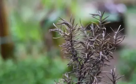 Rosmarin vertrocknet - Was sind die Ursachen und wie kann man ihn retten