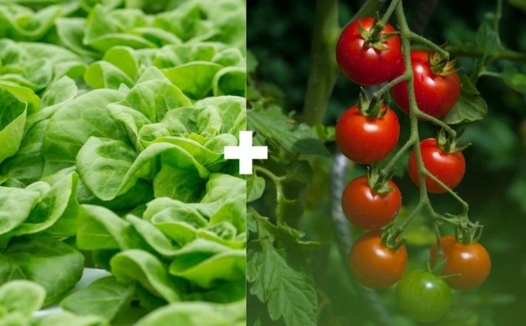 salat und tomaten im hochbeet kombinieren