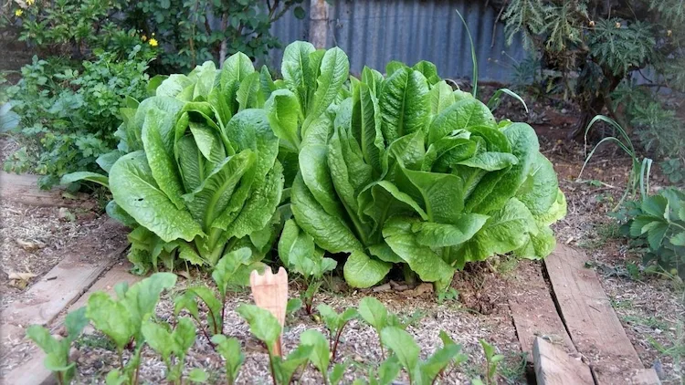 salatpflanzen-und-sonst-welches-gemuese-waechst-im-schatten-als-mischkultur-im-garten