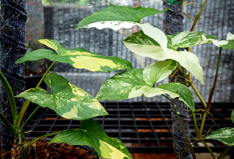schlingpflanzen-mit-moosstangen-beim-wachsen-unterstuetzen-und-groessere-blaetter-erhalten