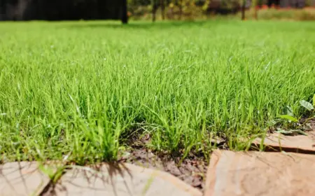 schoene-und-gepflegte-rasenflaeche-im-sonnigen-garten-waehrend-der-fruehlingssaison