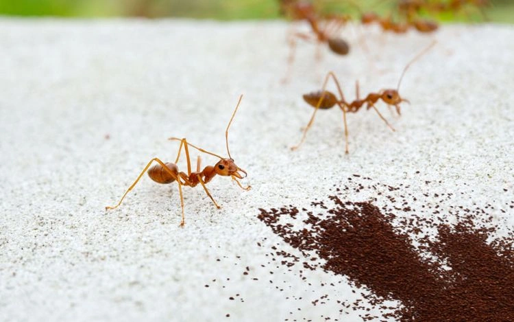 Schütten Sie Kaffeesatz um den Komposthaufen herum, um Ameisen fernzuhalten
