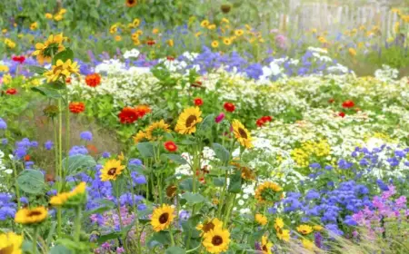 Sommerblumen für Garten Stauden lange Blütezeit