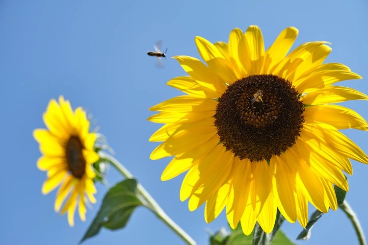 Sonnenblumen sind sehr wichtig für die Bienen