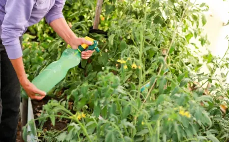 spruehflasche-verwenden-und-mit-hausgemachter-loesung-tomaten-mit-backpulver-duengen