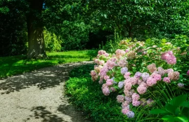 Standort für Hortensien im Garten - Sonne, Halbschatten oder Schatten