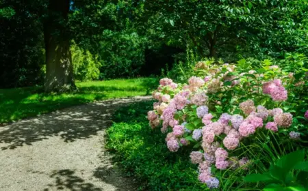 Standort für Hortensien im Garten - Sonne, Halbschatten oder Schatten