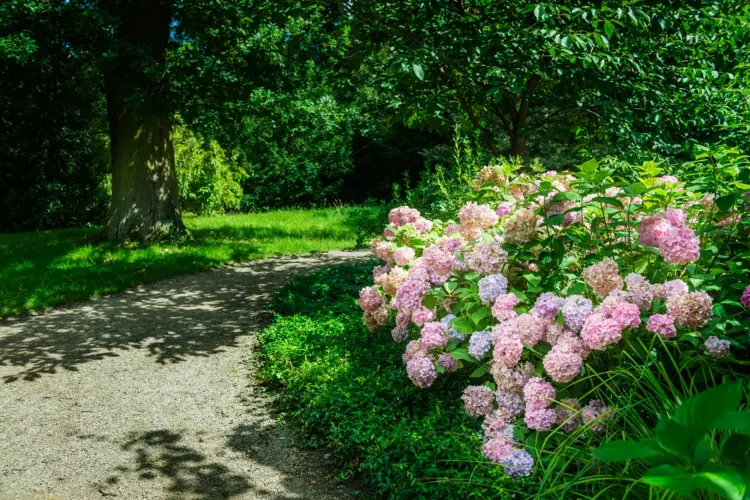 Standort für Hortensien im Garten - Sonne, Halbschatten oder Schatten