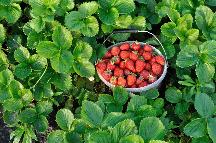 stroh unter erdbeeren legen sinnvoll wie erdbeeren mit kaffeesatz düngen