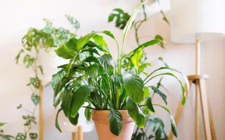 symptome-und-anzeichen-von-pflanzenkrankheiten-erkennen-und-ueberwaesserte-pflanzen-retten