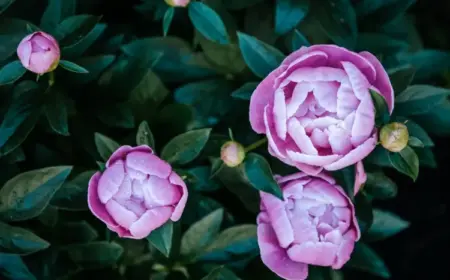 Tipps für schöne Pfingstrosen - Teilen, düngen, Wurzeln pflegen, schneiden