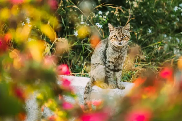 Tipps gegen Katzen im Garten, die dem Tier nicht schaden, es aber vertreiben