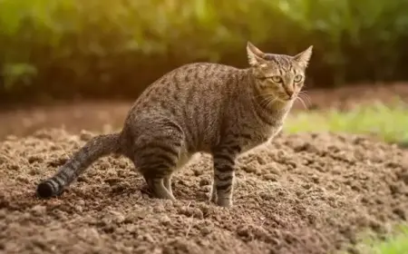 Tipps gegen Katzen im Garten - Katzenkot und Urin in Beeten und Sandkästen
