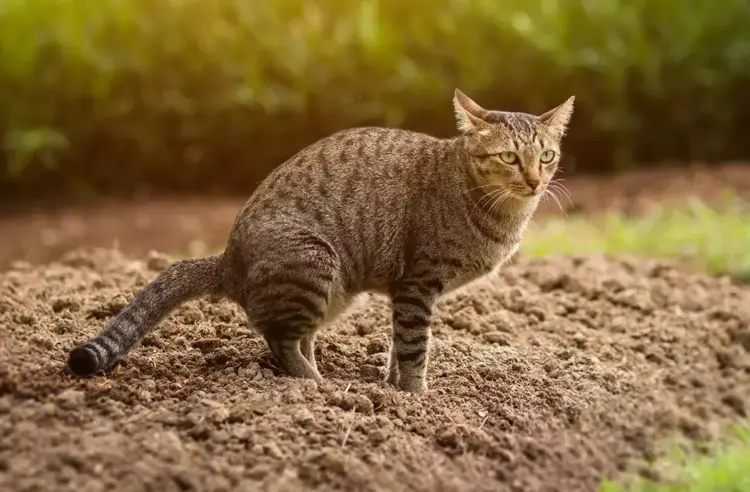 Tipps gegen Katzen im Garten - Katzenkot und Urin in Beeten und Sandkästen
