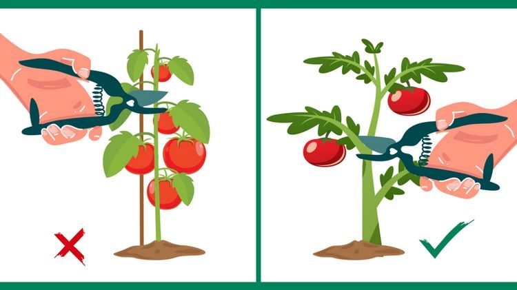 Tomaten anbauen und häufige Fehler dabei - nicht ordnungsgemäßes Beschneiden