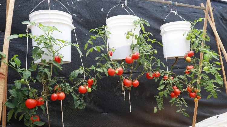 Tomaten kopfüber pflanzen in Plastikeimer Anleitung