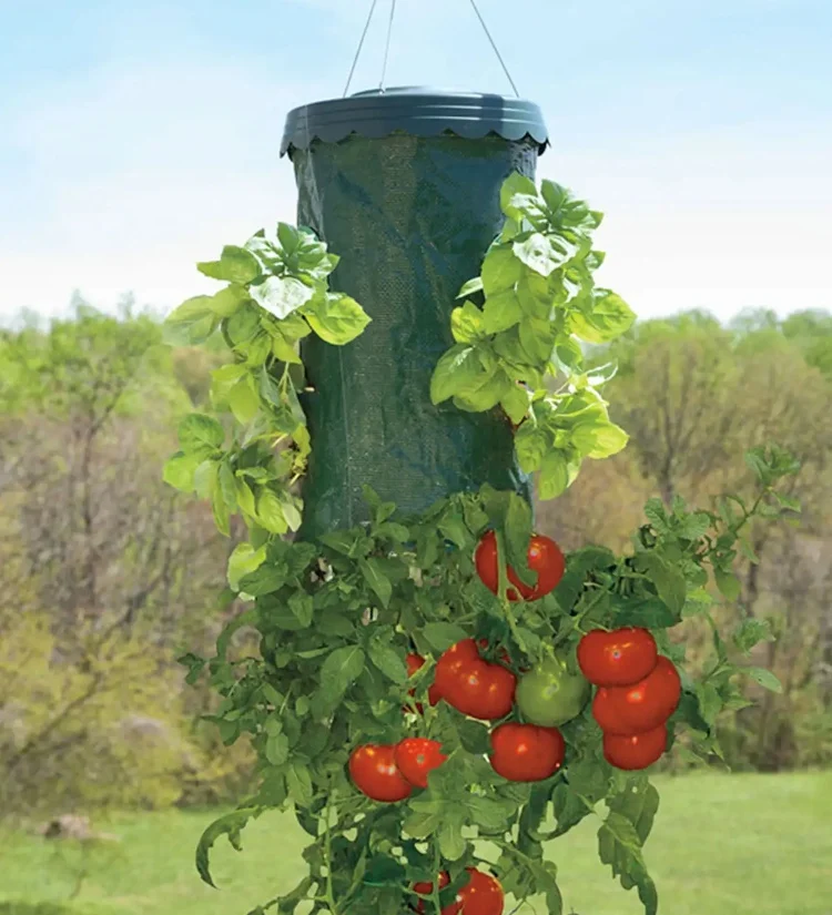 tomaten kopfüber pflanzen wie anleitung