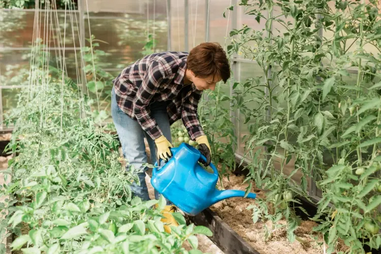 Tomaten mulchen schützt vor Unkraut, Trockenheit und Bodenverdichtung