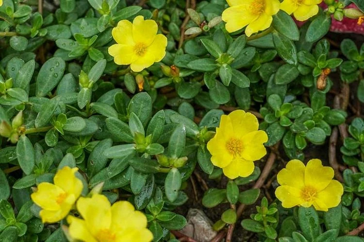 Unkraut mit gelben Blüten im Rasen - Portulak (Portulaca oleracea)