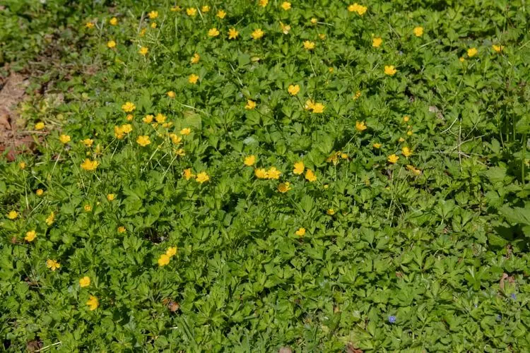 Uunkraut mit gelben Blüten im Rasen bestimmen