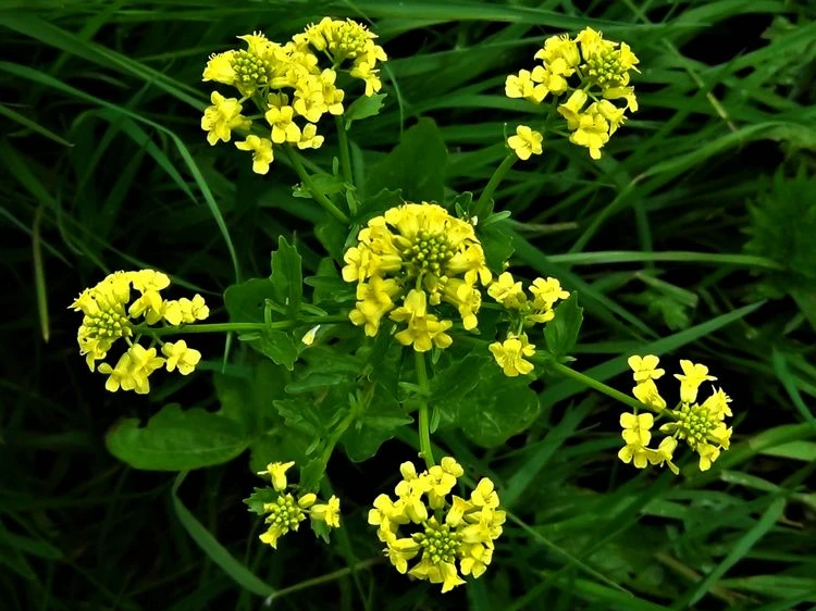 Unkraut mit gelben Blüten - Winterkresse (Barbarea vulgaris)