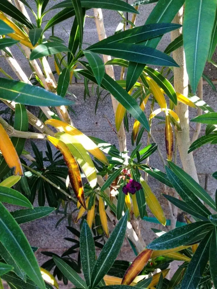 Vergilbte und hängende Blätter wegen Unterwässerung bei Oleander