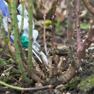 verholzte Rosen schneiden bodennah und umplanzen