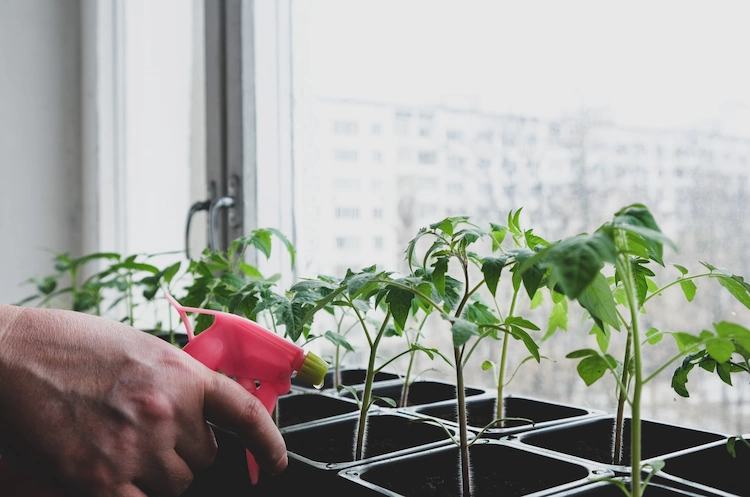 verlangsamtes-pflanzenwachstum-bei-tomatensetzlingen-mit-warmem-spruehnebel-beschleunigen