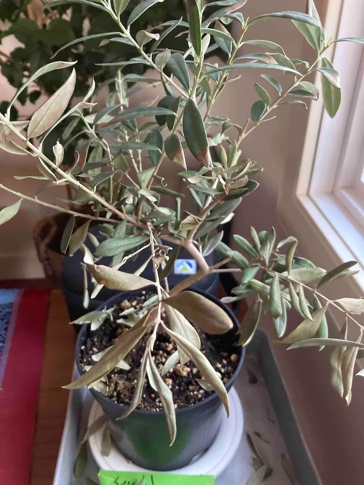 Vermeiden sie eine Unterwässerung bei der Pflege des getopften Olivenbaums