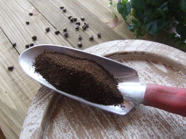 Verwenden Sie Kaffeesatz als natürlichen Dünger für Ihre Pflanzen