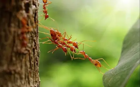 Was machen Ameisen an Obstbäumen und schädigen sie sie