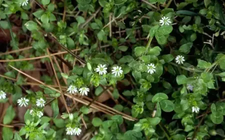 vogelmiere erkennen und bekämpfen tipps