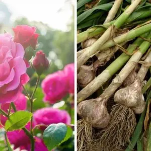 Warum Knoblauch zu Rosen pflanzen