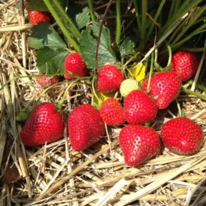 warum legt man stroh unter erdbeeren obst im garten mulchen materialien