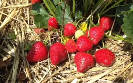warum legt man stroh unter erdbeeren obst im garten mulchen materialien
