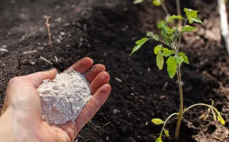 Warum sollte man Eierschalen um die Tomaten streuen