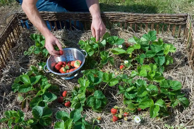 Warum sollten Sie Erdbeeren im Hochbeet pflanzen