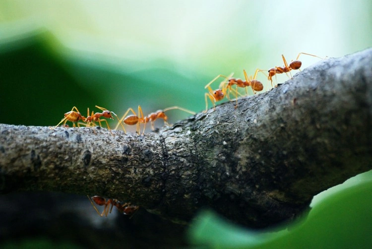 Was machen Ameisen an Obstbäumen und schädigen sie sie