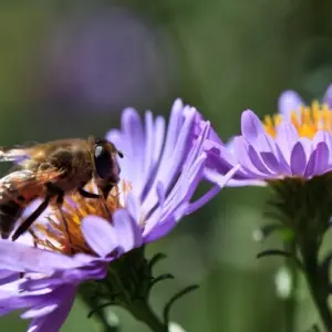 Welche Blumen sind bienenfreundlich?