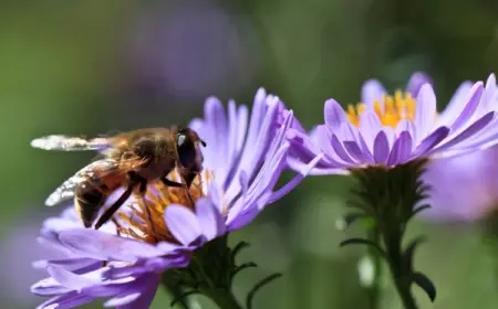 Welche Blumen sind bienenfreundlich?