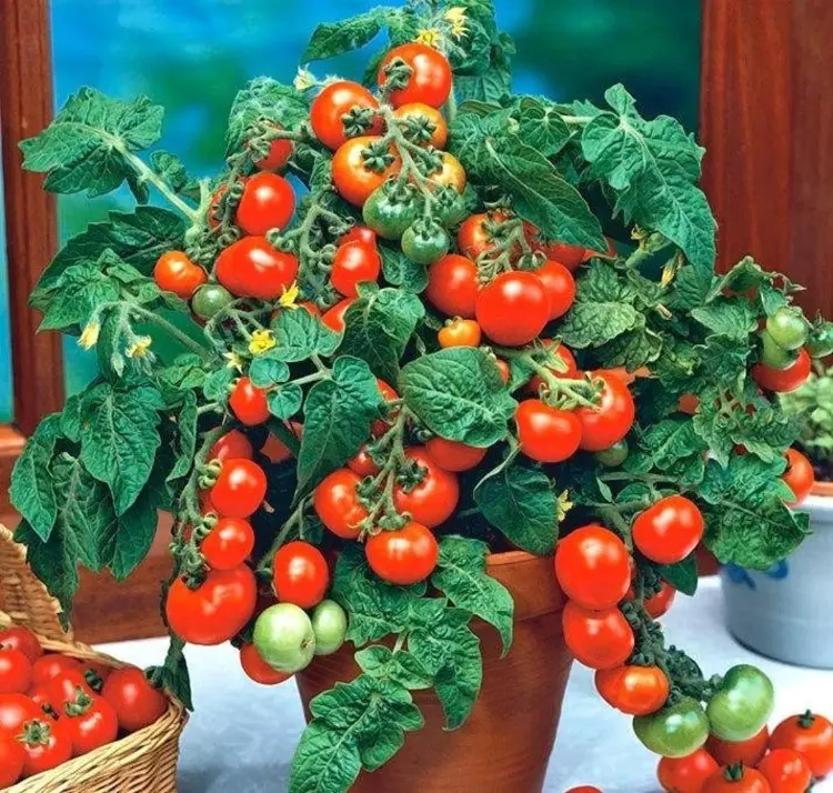 welche erde für bajaja tomaten auf dem balkon