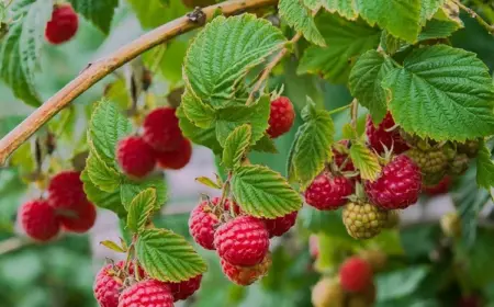 Welche Himbeersorten wachsen gut in Töpfen