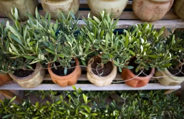 Welche Kübelpflanzen ab April ins Freie dürfen - Liste mit Pflanzen