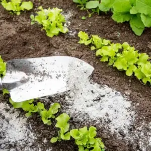 Welche Pflanzen mit Holzasche düngen? Diese Düngetipps sorgen für einen üppigen Garten