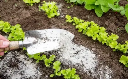 Welche Pflanzen mit Holzasche düngen? Diese Düngetipps sorgen für einen üppigen Garten