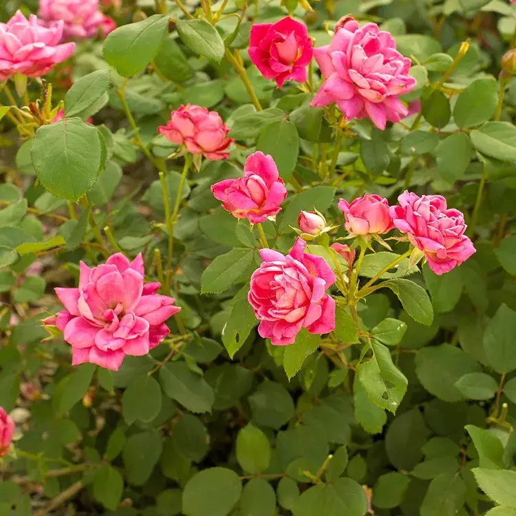 welche stauden blühen lange verschiedene rosenarten