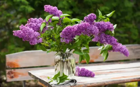 wie flieder in der vase länger haltbar machen flieder richtig schneiden tipps