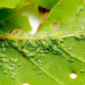 Wie kann man die Blattläuse mit Knoblauch bekämpfen